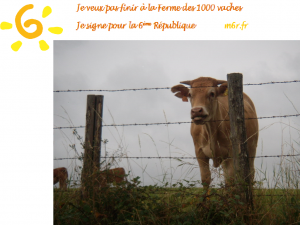 VACHE